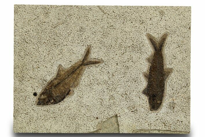 Multiple Fossil Fish (Diplomystus & Knightia) Plate - Wyoming #327955